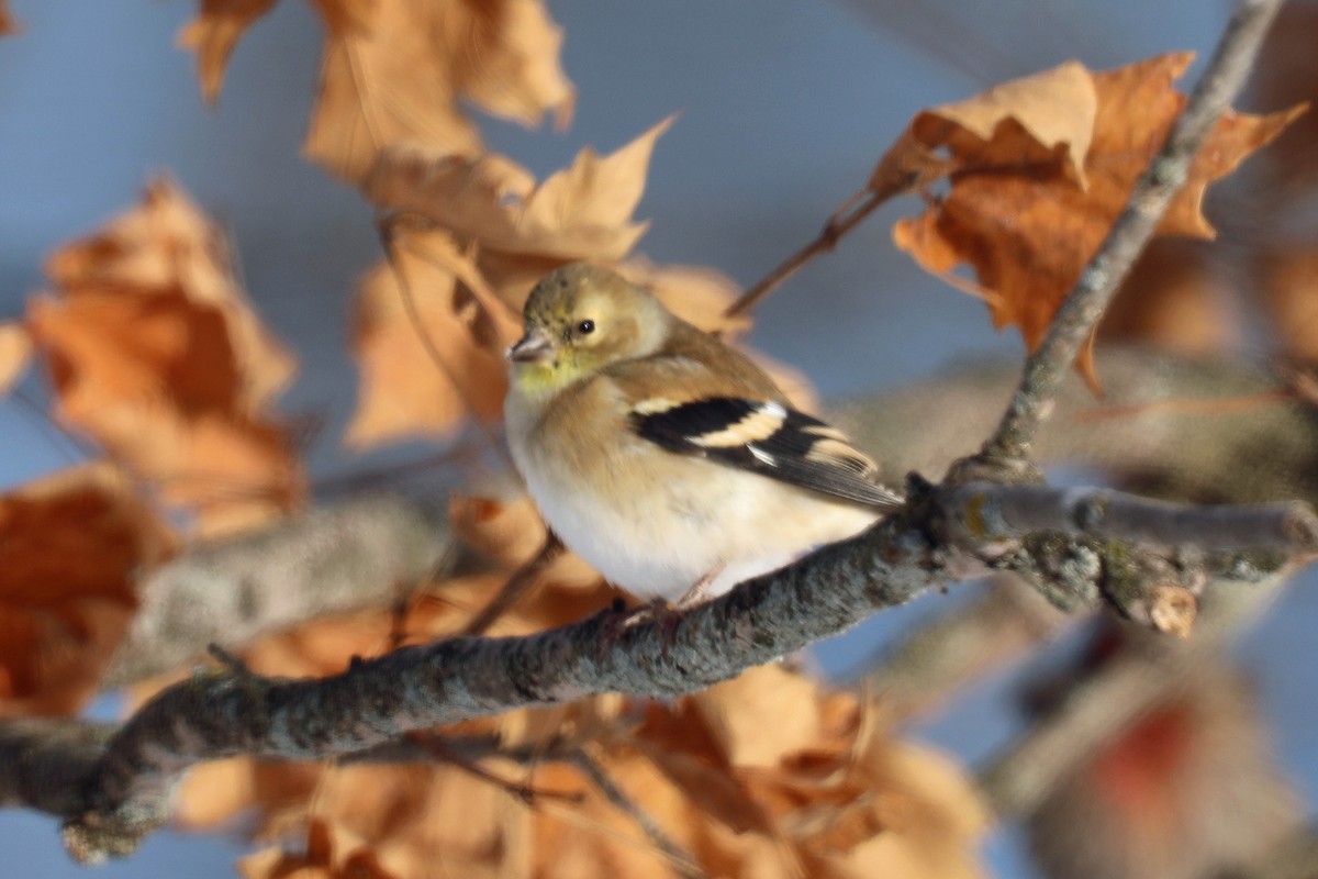 American Goldfinch - ML646997611