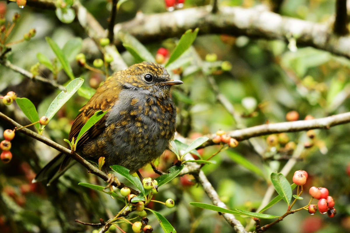Andean Solitaire - ML646997612