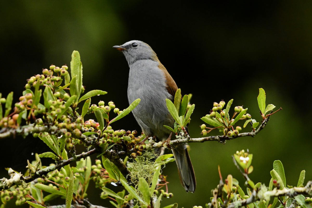 Andean Solitaire - ML646997613