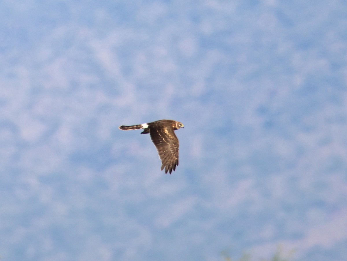 Northern Harrier - ML646997615