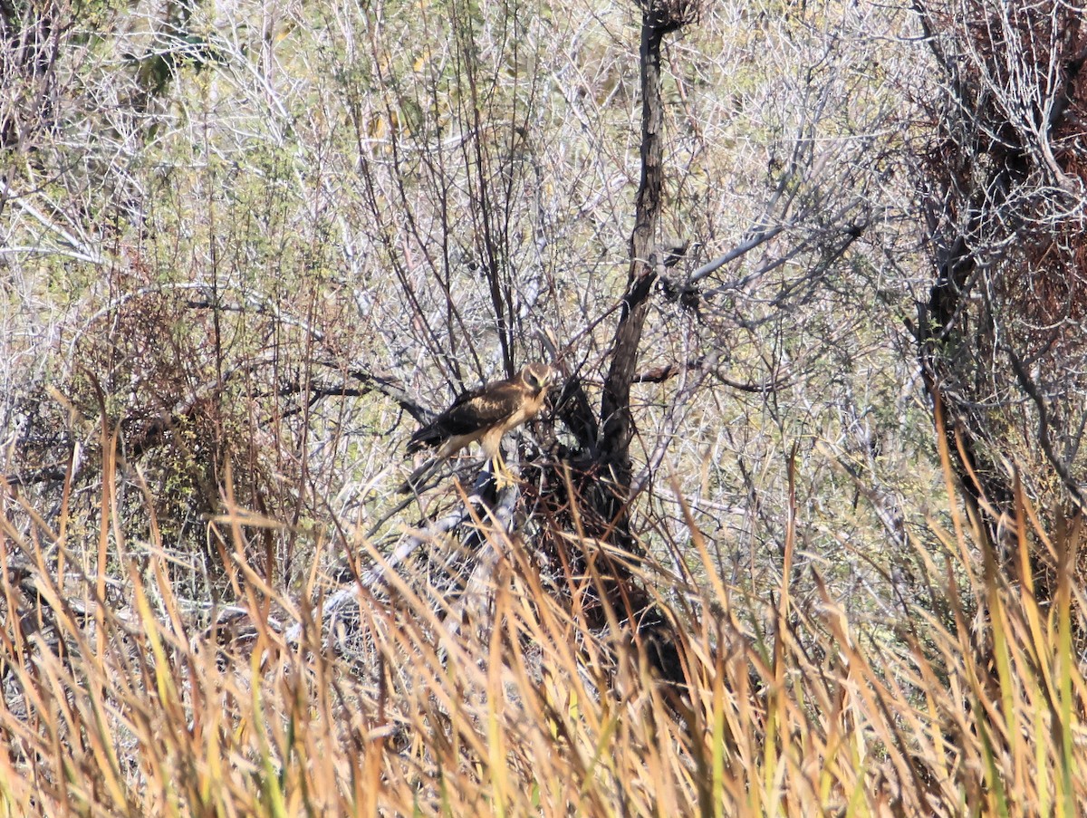 Northern Harrier - ML646997616