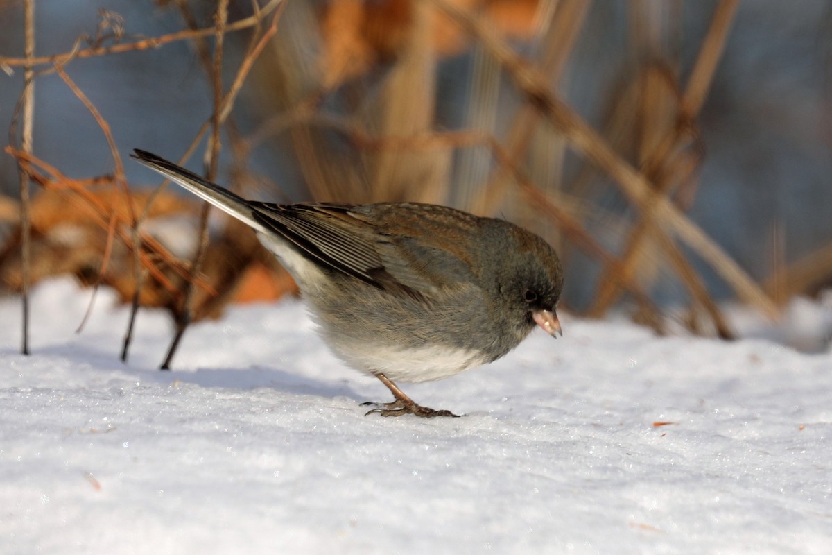 Dark-eyed Junco - ML646997623