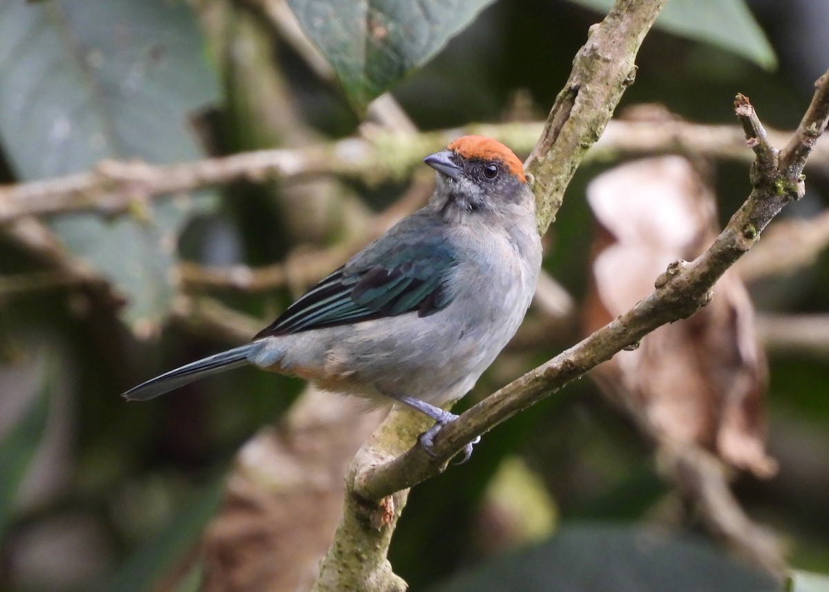 krattanagar - ML646997624