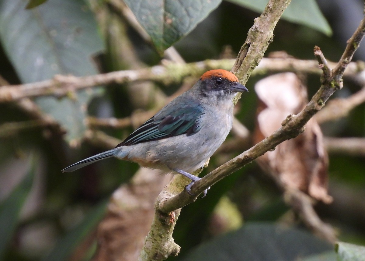 krattanagar - ML646997625