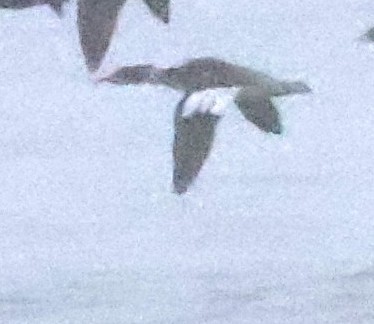 מרגון בינוני - ML646997626