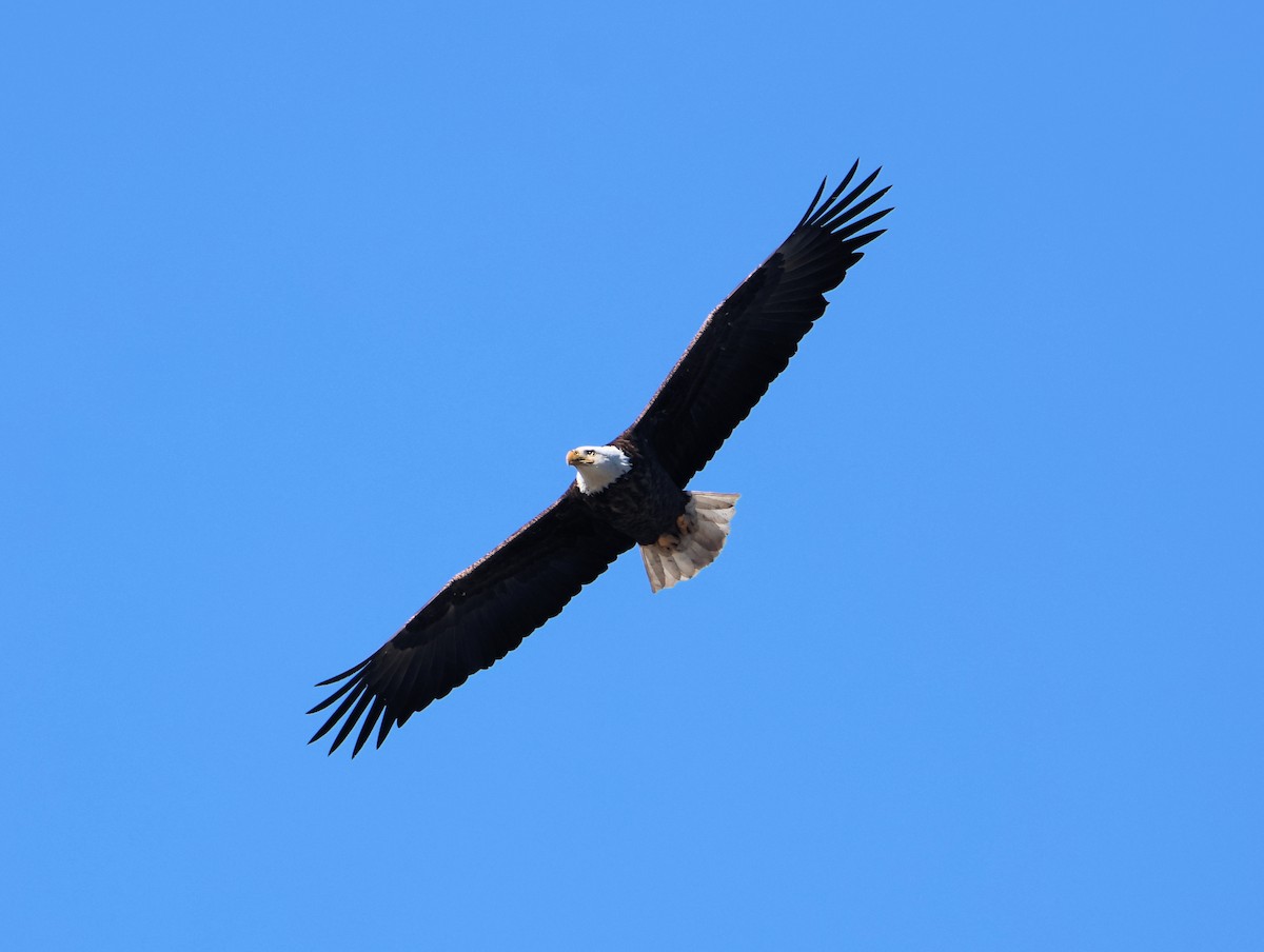 Bald Eagle - ML646997627