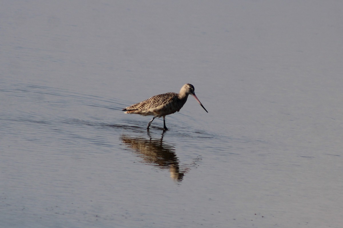 břehouš velký - ML646997629