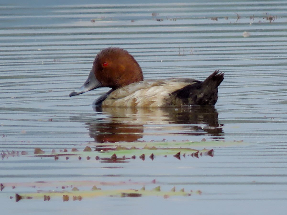 Tafelente - ML646997630