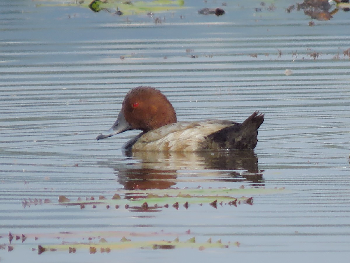 Tafelente - ML646997631