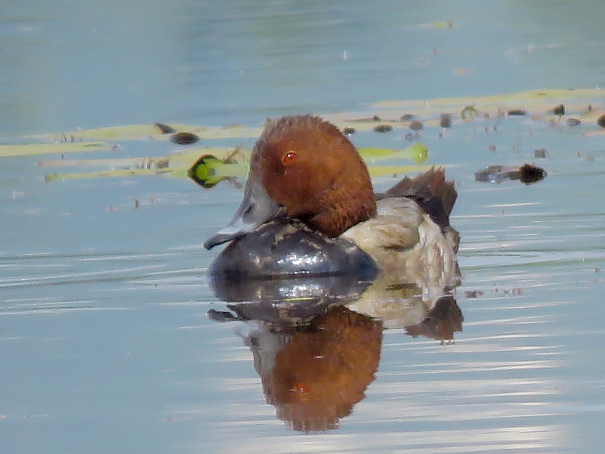 Tafelente - ML646997632