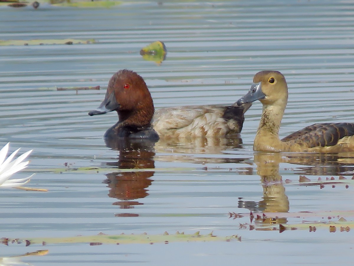 Tafelente - ML646997633