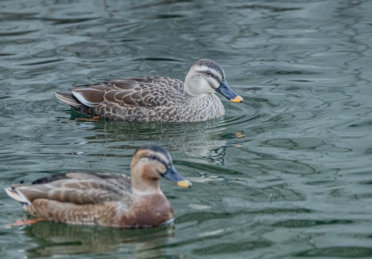 Eastern Spot-billed Duck - ML646997640