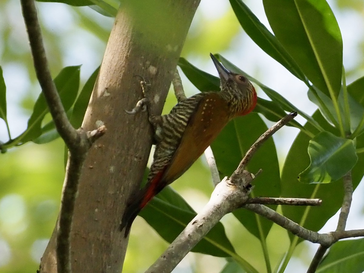 Carpintero Culirrojo - ML646997641
