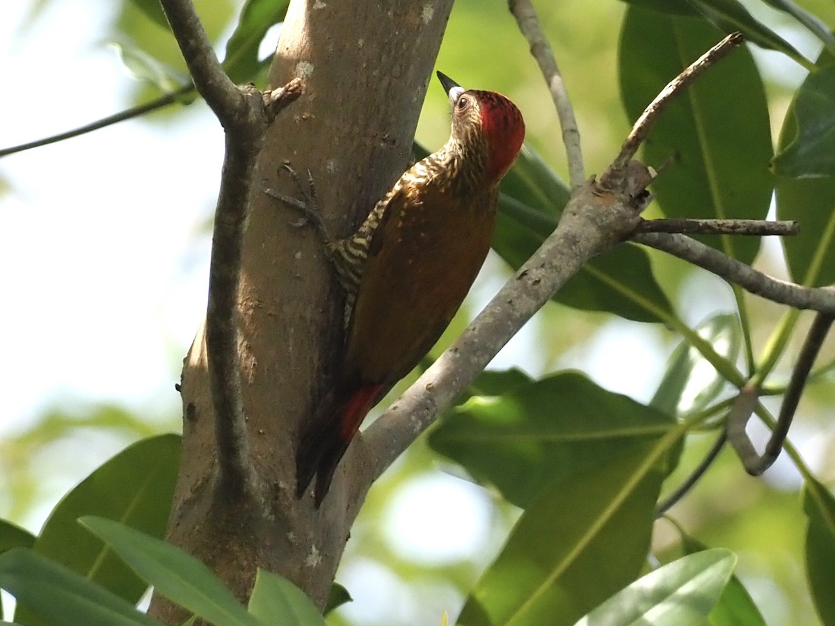 Carpintero Culirrojo - ML646997642