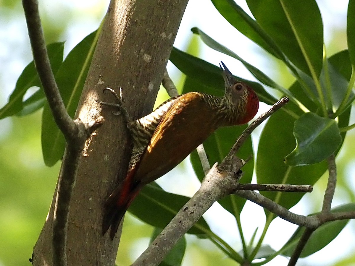 Carpintero Culirrojo - ML646997643
