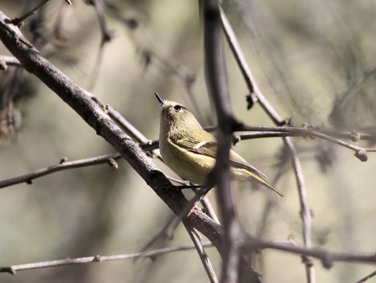 Ruby-crowned Kinglet - ML646997647