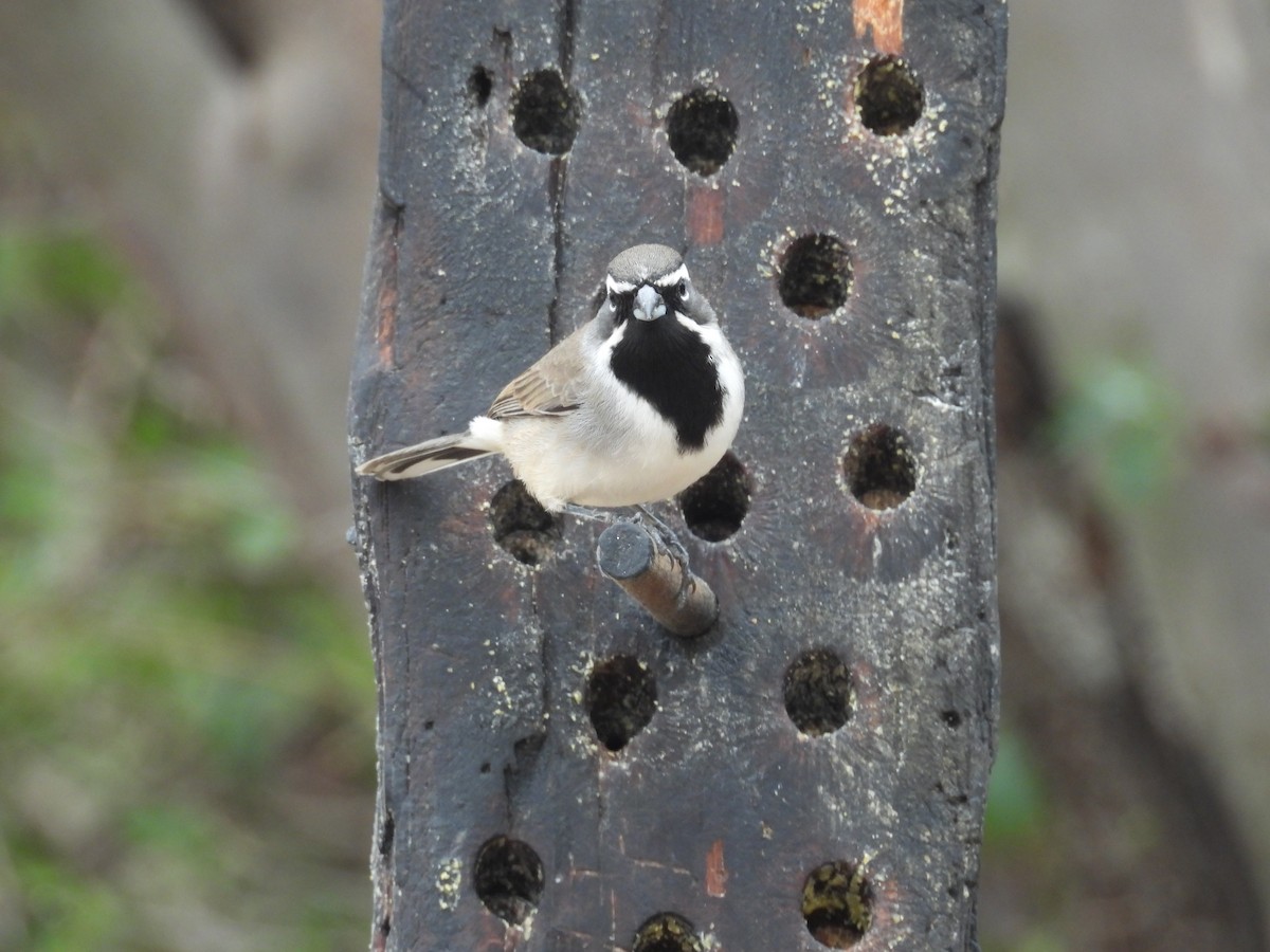 Black-throated Sparrow - ML646997648