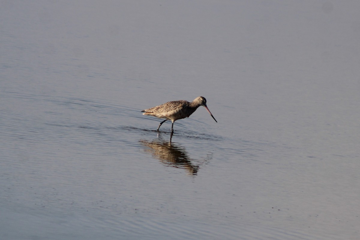 Marbled Godwit - ML646997649