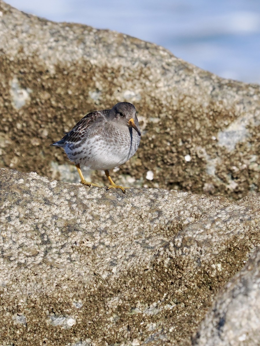 Purple Sandpiper - ML646997652