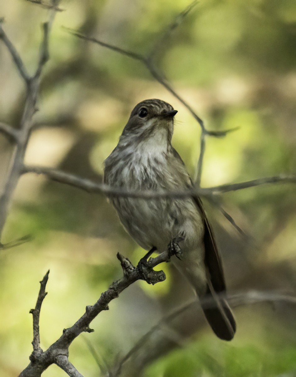 斑鶲 - ML646997653