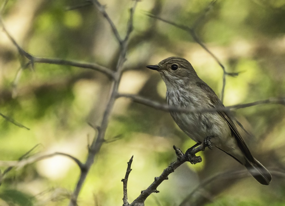 斑鶲 - ML646997654