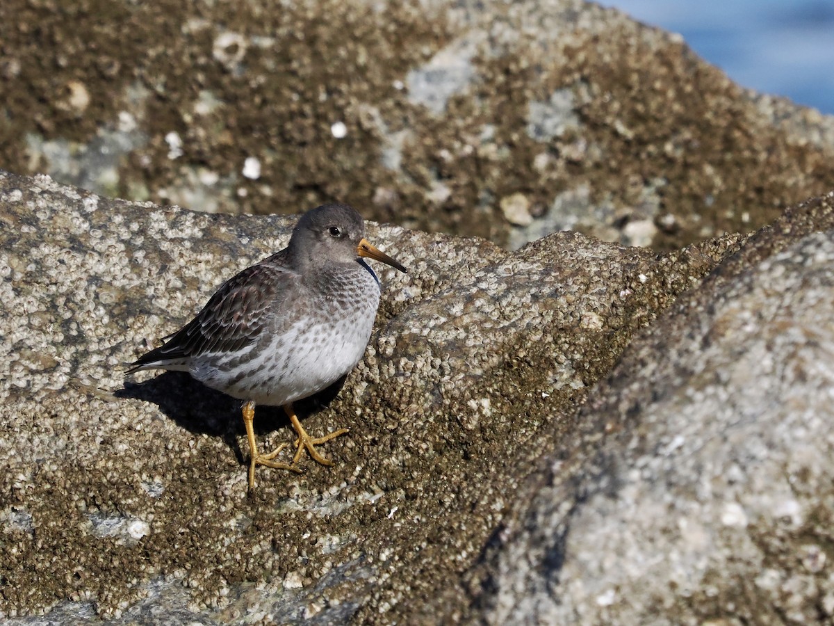 Purple Sandpiper - ML646997655