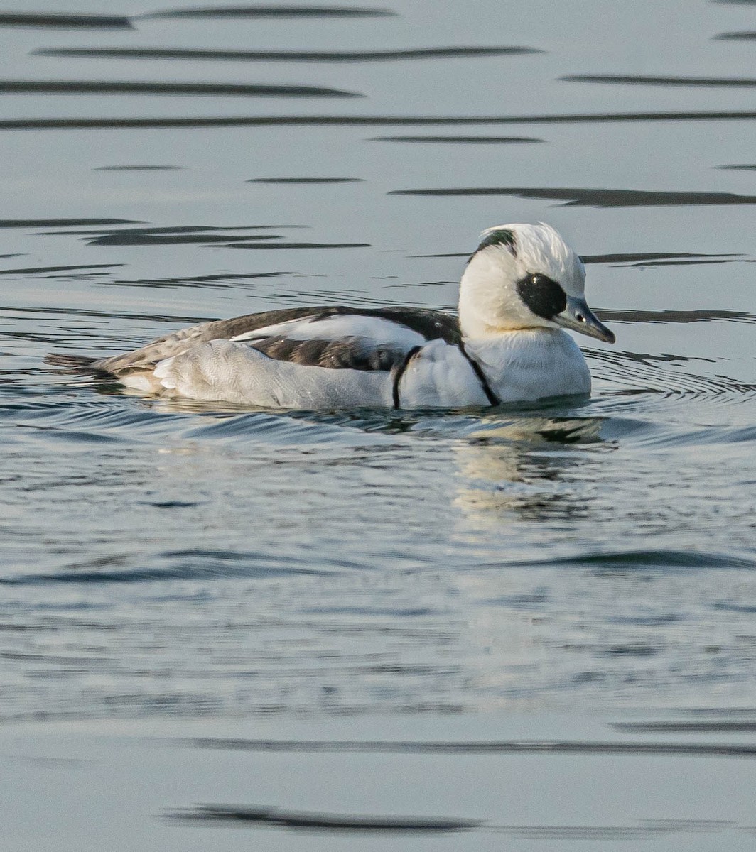 白秋沙 - ML646997656