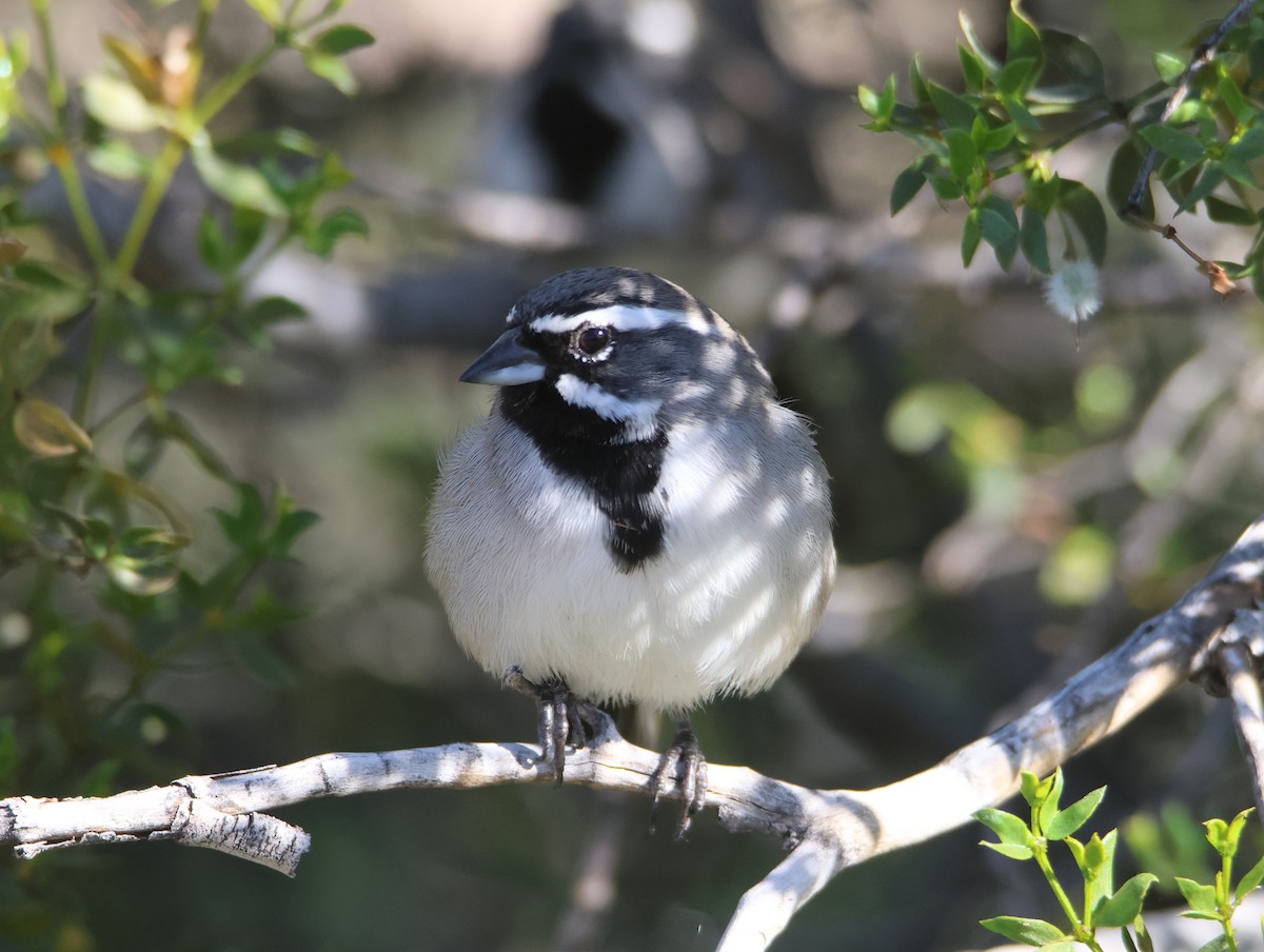 Black-throated Sparrow - ML646997658