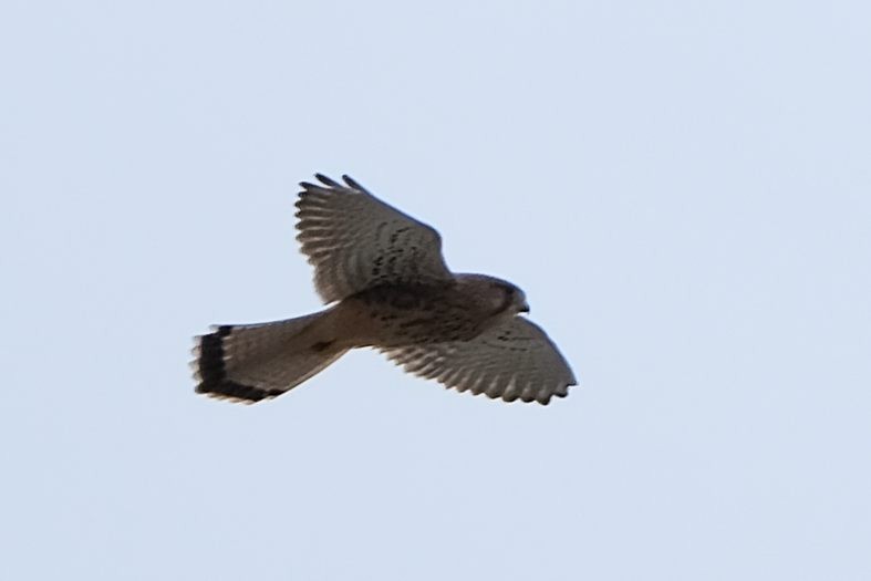 紅隼 - ML646997659