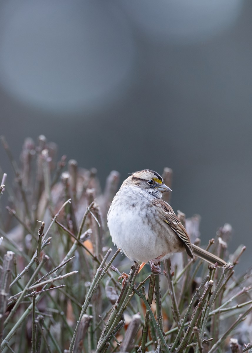 White-throated Sparrow - ML646997660