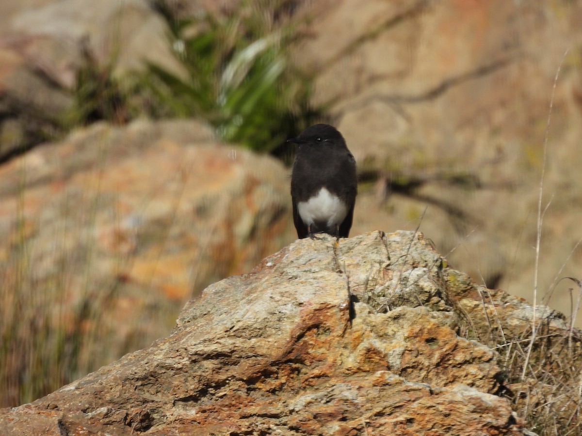 Black Phoebe - ML646997661