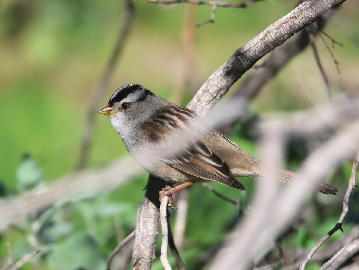 White-crowned Sparrow - ML646997662