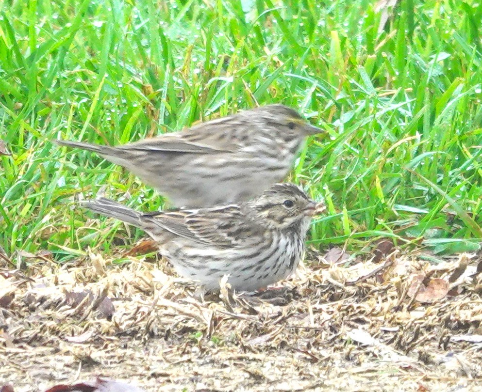 稀樹草鵐 - ML646997663