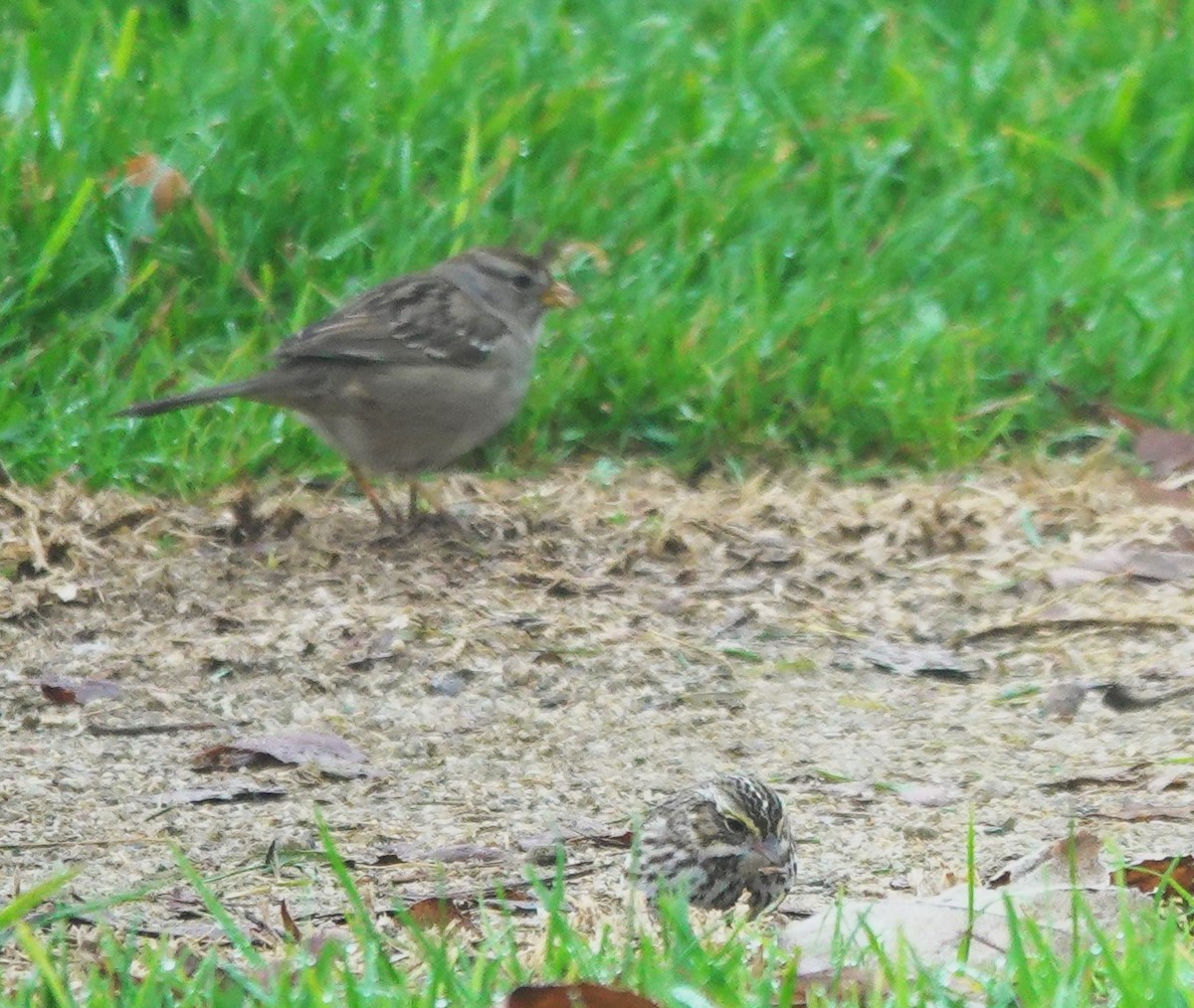 稀樹草鵐 - ML646997664
