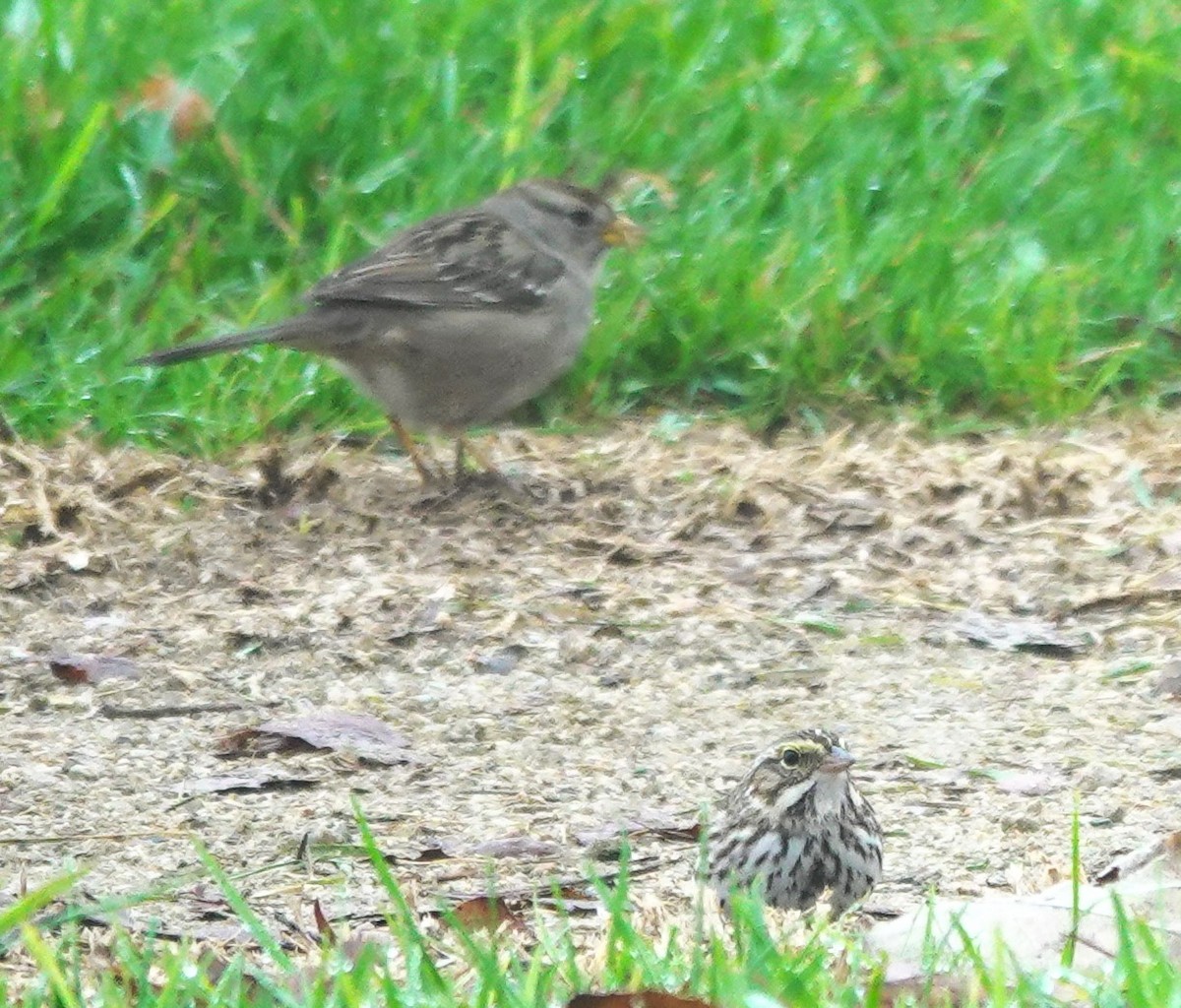 稀樹草鵐 - ML646997665