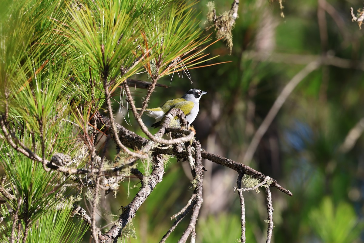 Black-crowned Palm-Tanager - ML646997666