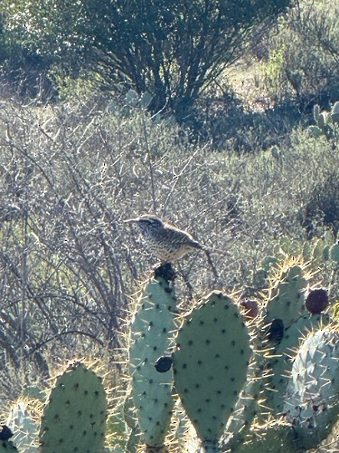 Cactus Wren - ML646997667