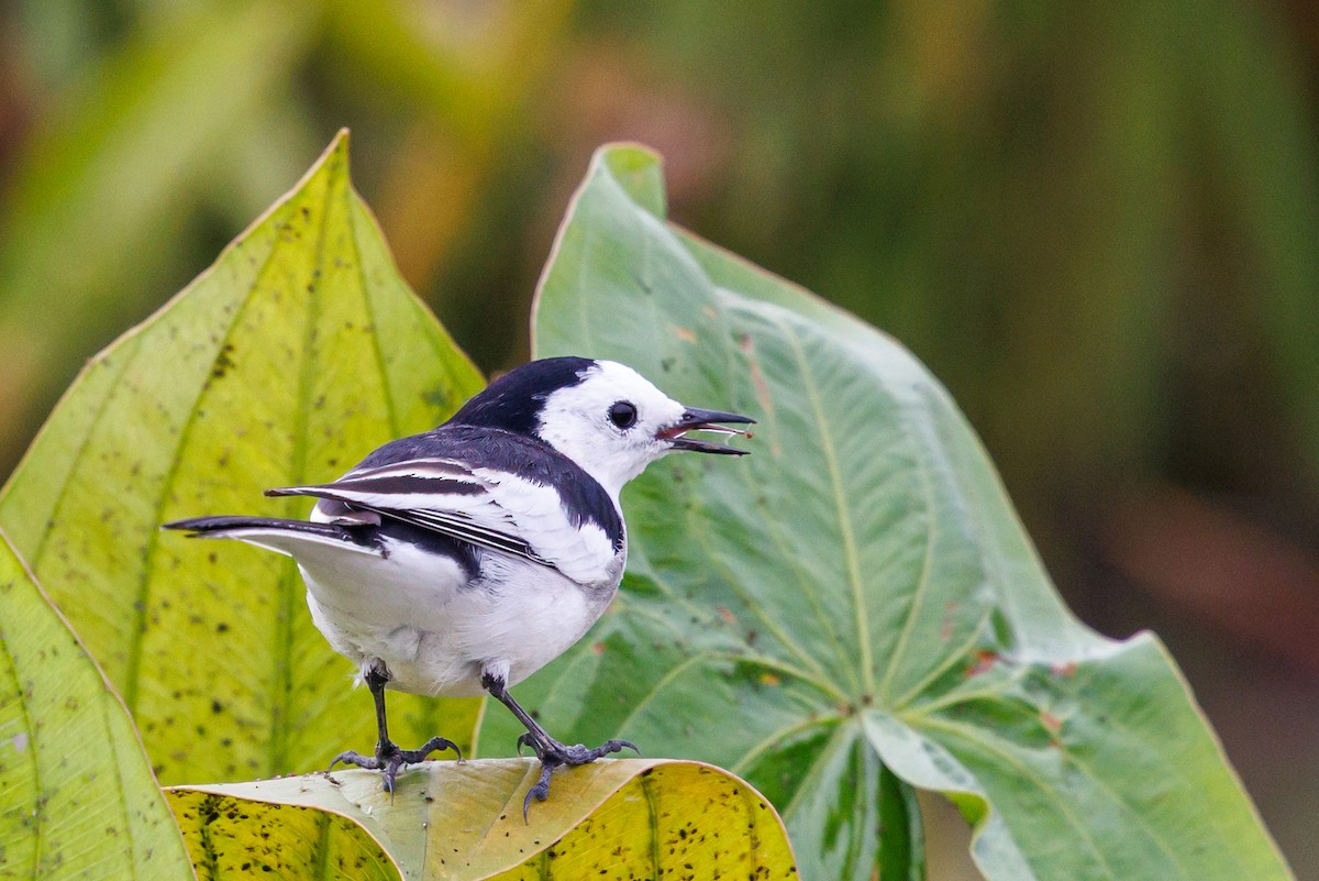 白鶺鴒 - ML646997668