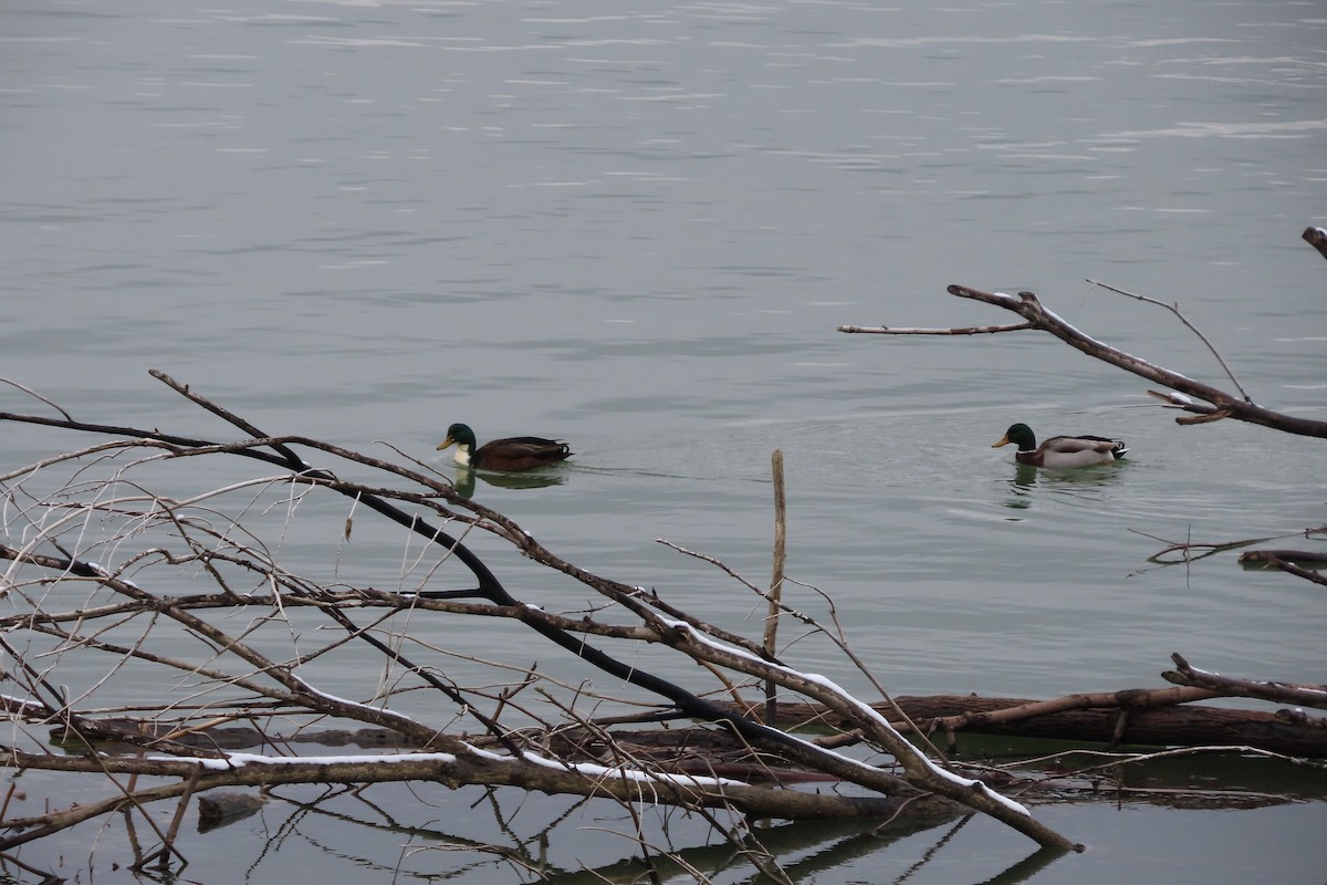 綠頭鴨 - ML646997669