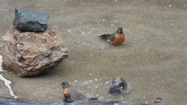 American Robin - ML646997670