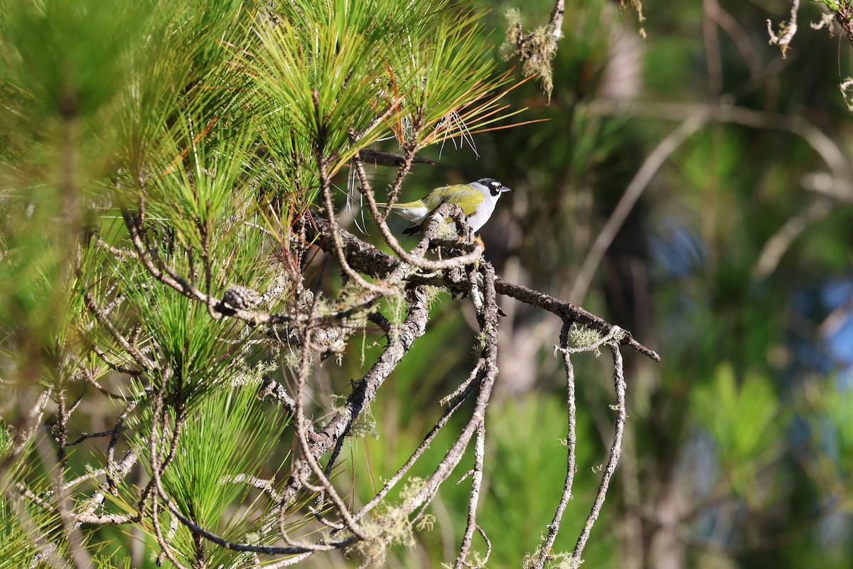Black-crowned Palm-Tanager - ML646997671