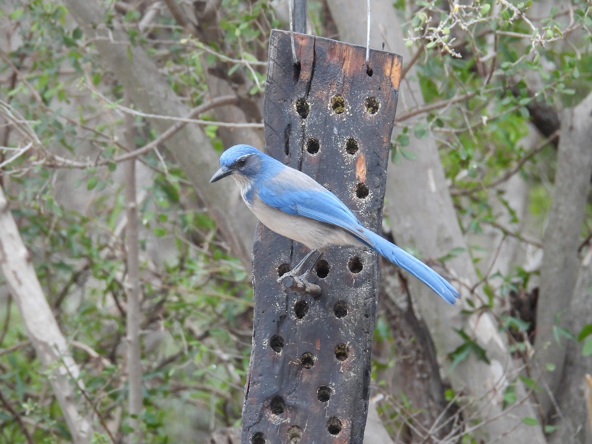 Woodhouse's Scrub-Jay - ML646997672
