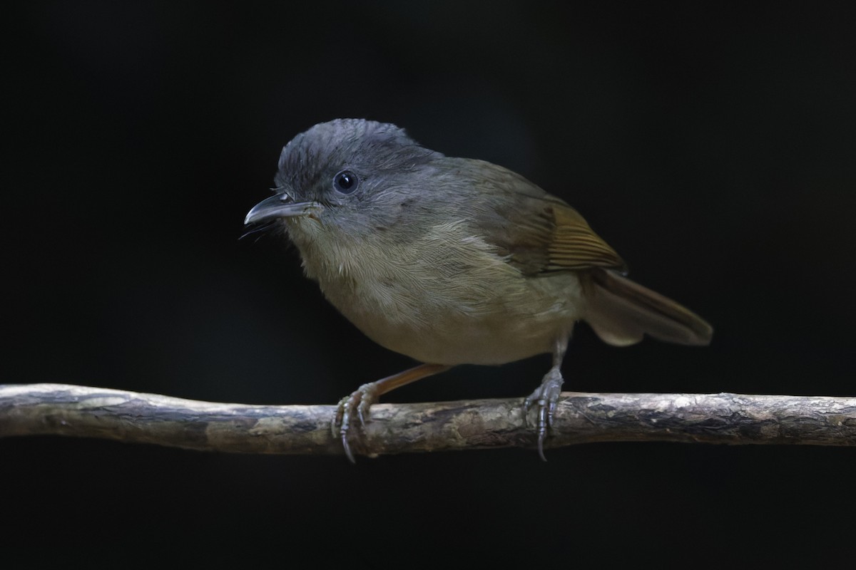 Brown-cheeked Fulvetta - ML646997673