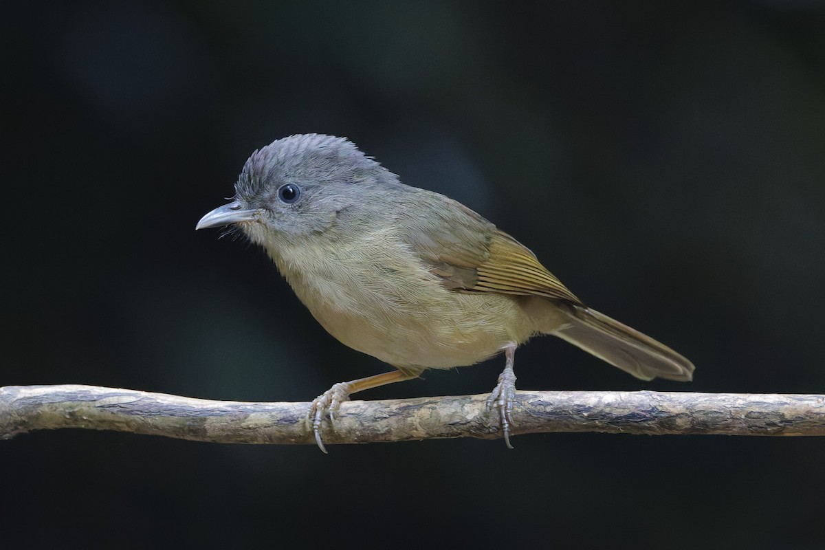 Brown-cheeked Fulvetta - ML646997674