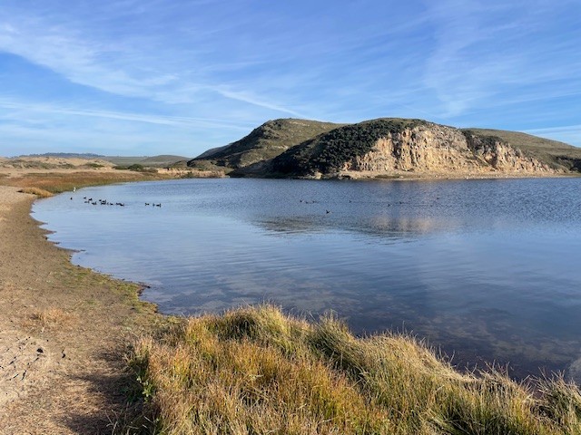 American Coot - ML646997677