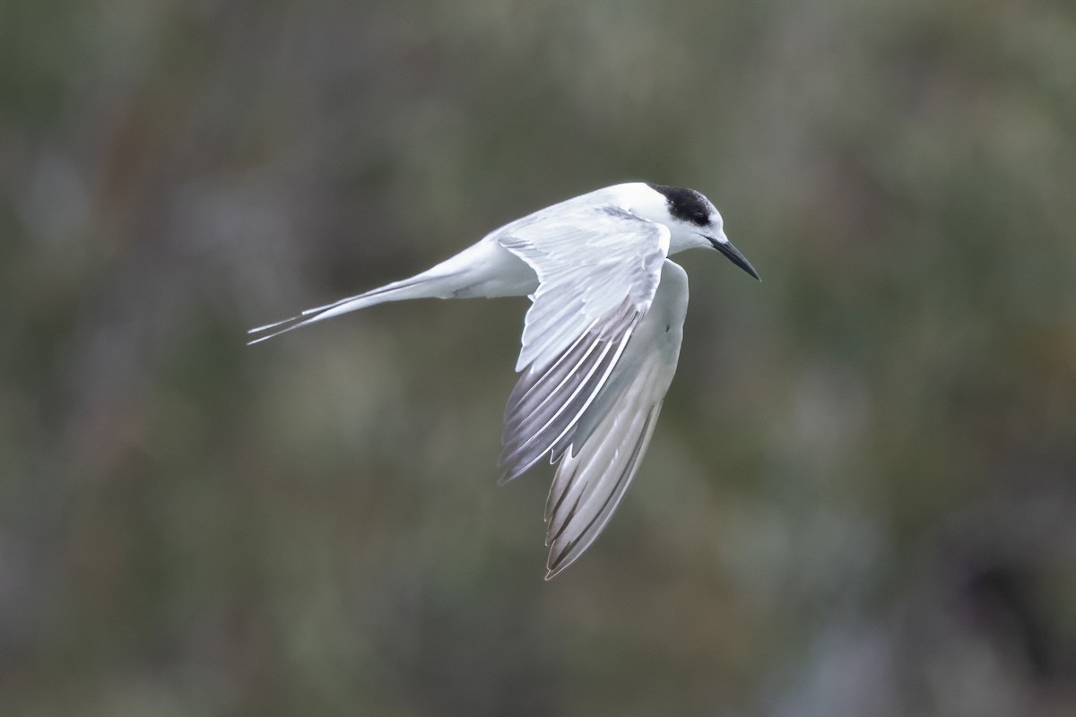 Common Tern - ML646997684