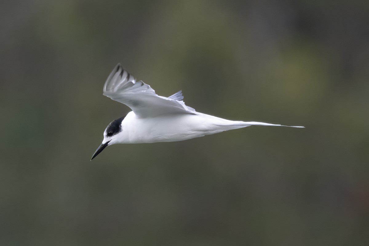 Common Tern - ML646997686