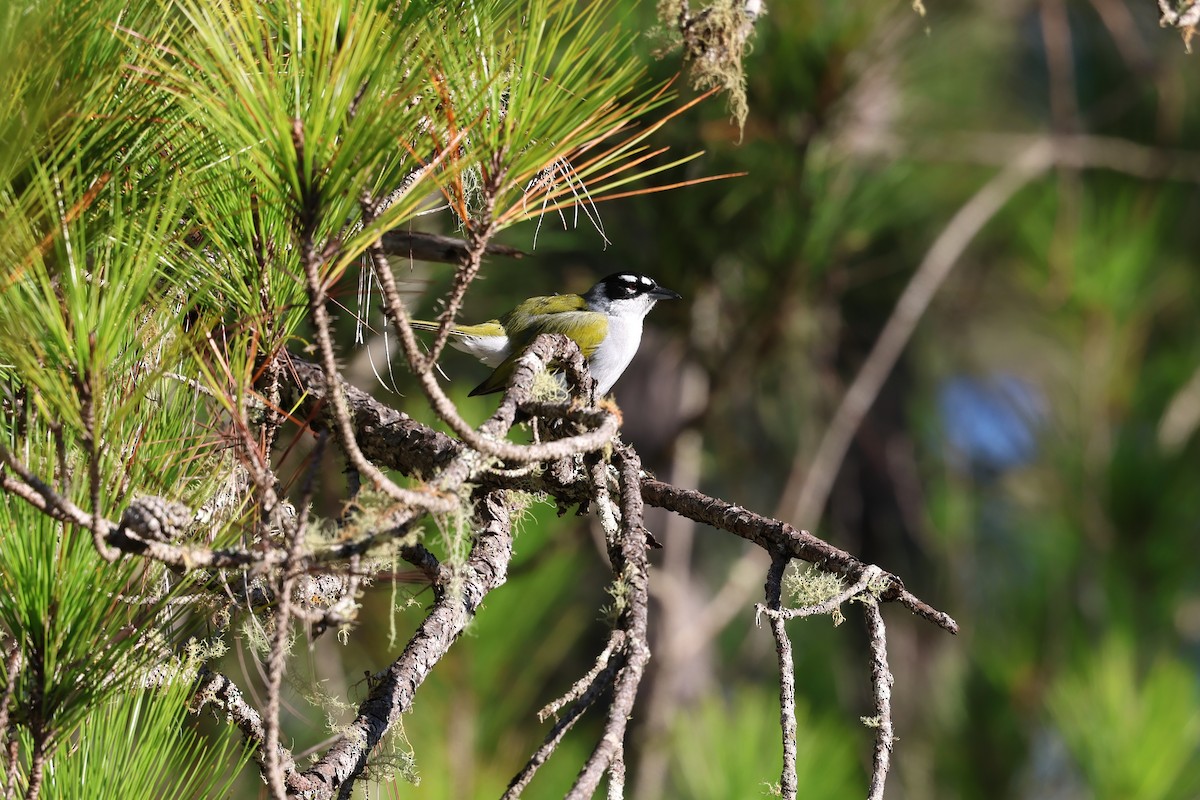 Black-crowned Palm-Tanager - ML646997687