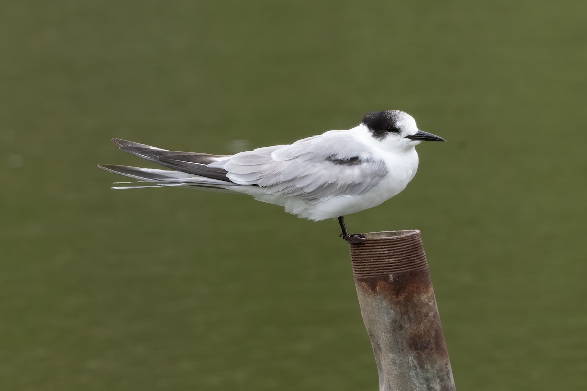 Common Tern - ML646997688
