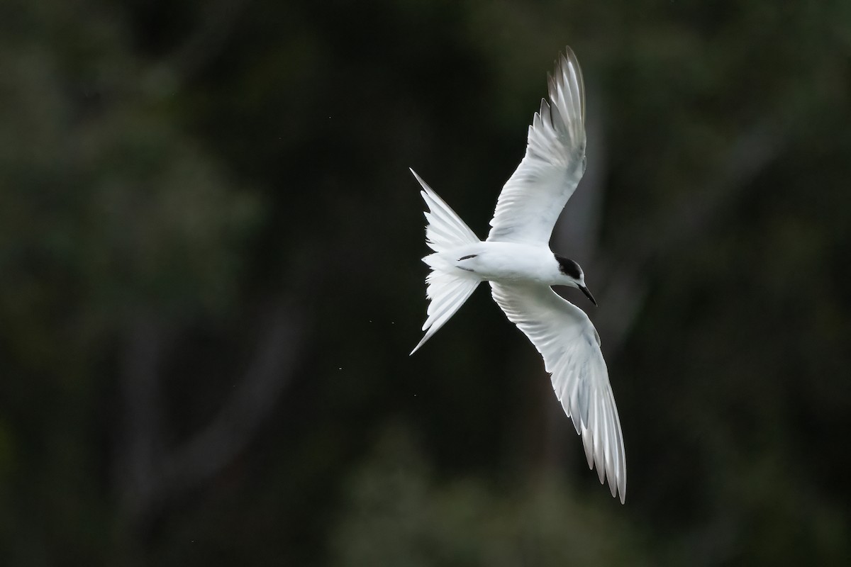 Common Tern - ML646997689